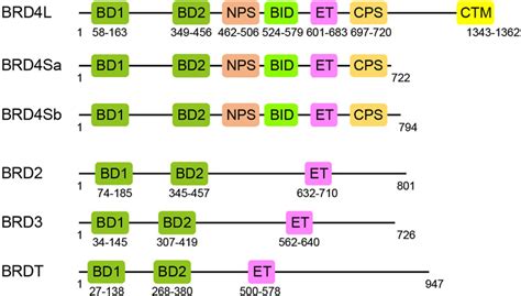 Frontiers The Functions Of Bet Proteins In Gene Transcription Of