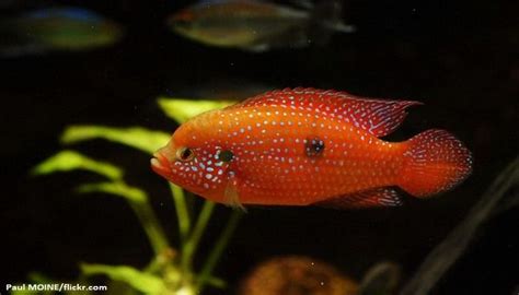 ikan red jewel cichlid karakteristik panduan perawatan ikanpedia