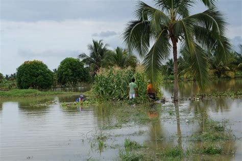 6 700 Hectáreas De Cultivos Se Han Perdido Por Las Inundaciones En