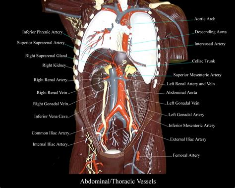 Torso Model Labeled For Anatomy