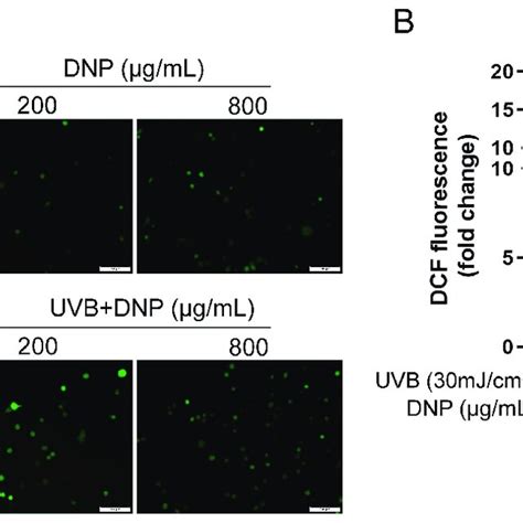 Dnps Inhibit Uvb Induced Apoptosis Of Cells A Representative Images