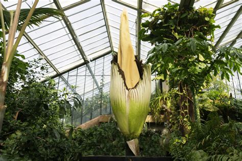 Unveiling Nature S Giants The Top Biggest Flowers In The World