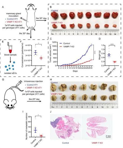 Journal Of Extracellular Vesicles