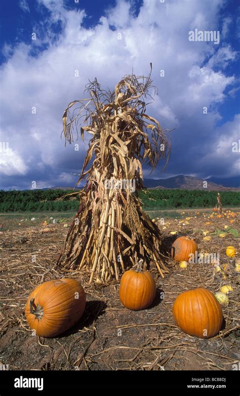 Fall Corn Stalks On Poles