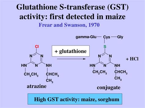 Ppt Glutathione S Transferase Isoenzymes In Plant Defense Reactions