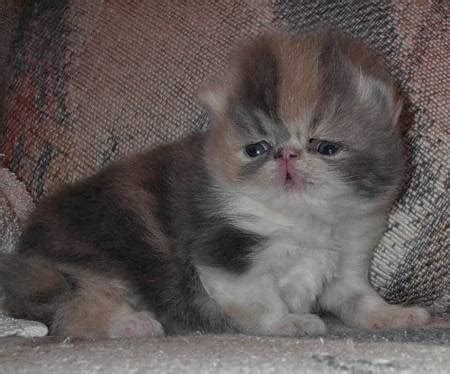 Persian Cat Price - Rocky Mountain Persians, Himalayans & Exotic Shorthair