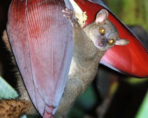 Northern Giant Mouse Lemur Facts Diet Habitat And Pictures On