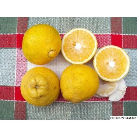 Muda de Laranja Champagne Enxertada Plantadores Mudas Frutíferas