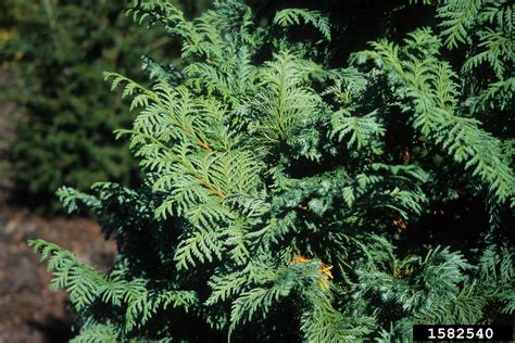 Japanese Falsecypress Chamaecyparis Pisifera