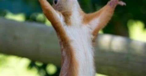 Hallelujah Squirrel Lol Pinterest Squirrel Animal And Funny Animal