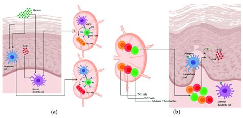 Schematic Overview Of The Mechanisms Underpinning Skin Sensitization