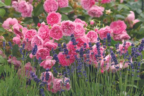 Companion Plants For Roses Florissa