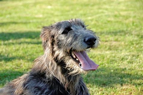 Irish Wolfhound puppies | Puppies for sale | DOGVA.com