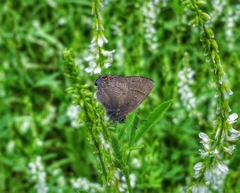 Banded Hairstreak Project Noah