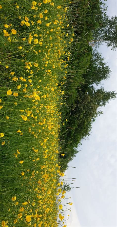 Some Yellow Flowers Are Growing In The Grass