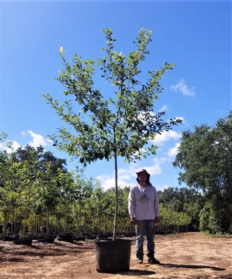 Chinquapin Oak Quercus Muehlenbergii Lawns Tree Farm