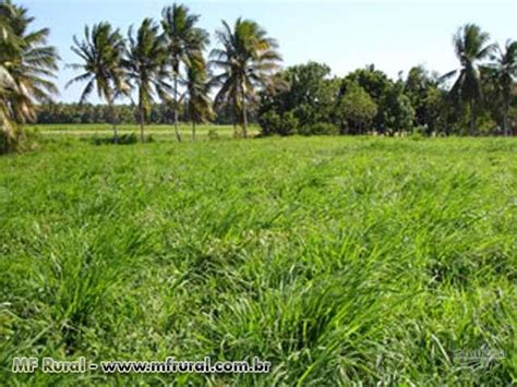 Tanz Nia Panicum Maximum Cv Tanz Nia I Matsuda Em Lvares