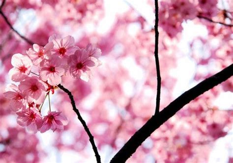 Cherry Blossoms Pink Blossom Cherry Blossoms Cover Pics For Facebook Hanami Fb Covers Color