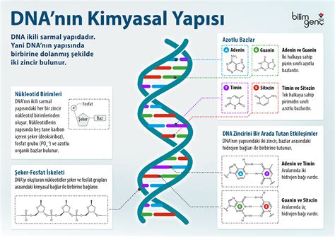 DNA Nedir DNA nın Kimyasal Yapısı TÜBİTAK Bilim Genç