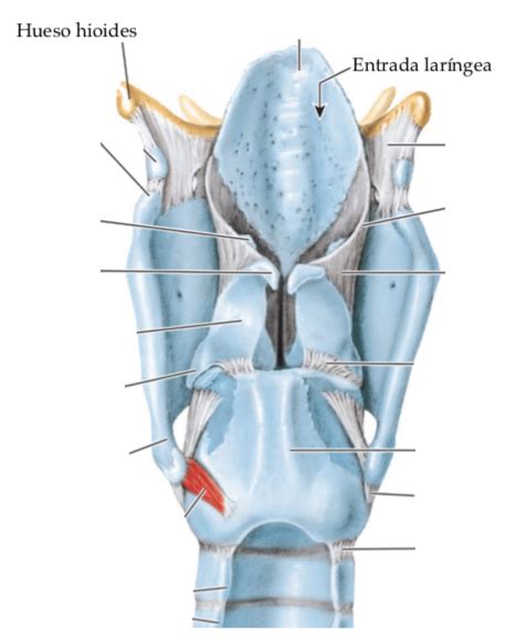 Diagrama De Laringe Vista Posterior Diagrama Quizlet