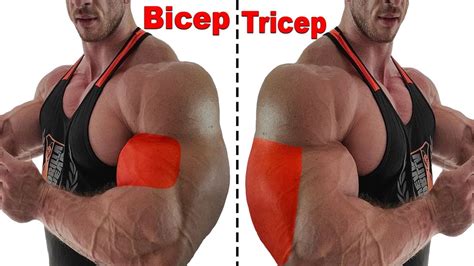 How To Build Bigger Arms In 24 Days Best Arms Exercises Bigger Arms