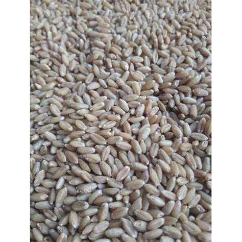 Milling Wheat at Rs 2150 quintal गह in Palanpur ID 19521384497