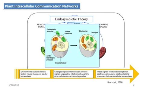 Retrograde Signalling PPT