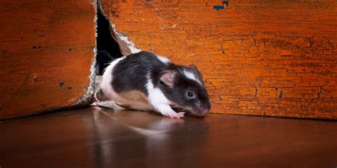 Rats Et Souris Chez Vous Voici Le Produit Que Vous Avez Déjà Pour Vous En Débarasser