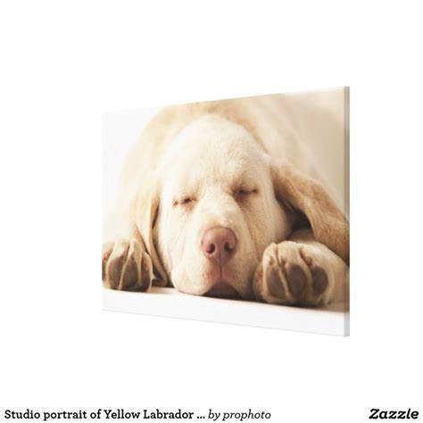 Studio Portrait Of Yellow Labrador Retriever Canvas Print Zazzle