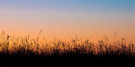 Grass Field Silhouette Stock Image Image Of Landscape 34718859