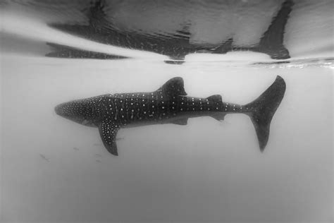 Whale Shark Requin Baleine Rhincodon Typus Whale Shark Flickr