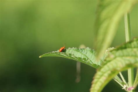 "Pumpkin Beetle" Images – Browse 300 Stock Photos, Vectors, and Video ...