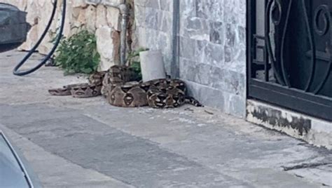 Encuentran una enorme boa en una banqueta del Centro de Mérida PorEsto