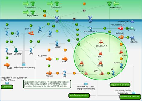 Development Angiopoietin Tie2 Signaling Pathway Map Primepcr Life Science Bio Rad