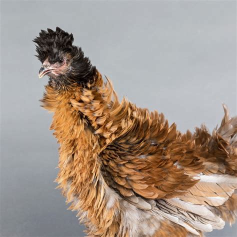 Frizzle Chicken Eggs