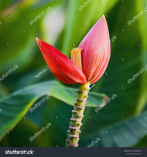 Banana Bud Banana Flower Banana Blossom Stock Photo 2166989773