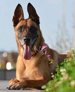 Belgian Malinois Dog Breed: Info, Characteristics, Facts & Caring tips