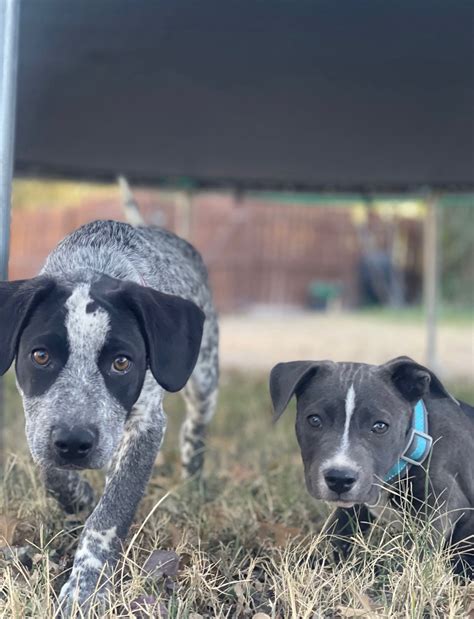 Ram Country Del Rio | Del Rio TX