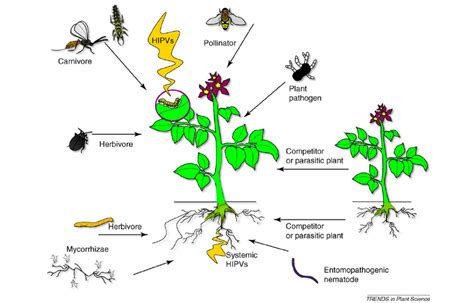 Herbivore Induced Plant Volatiles Hipvs Associated Interactions Among