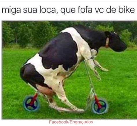 Pin By On Humor Rid Culo Nosso De Cada Dia Cows Funny