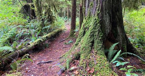 Nile Creek Trail Charming Forest Hike With Waterfalls 10adventures