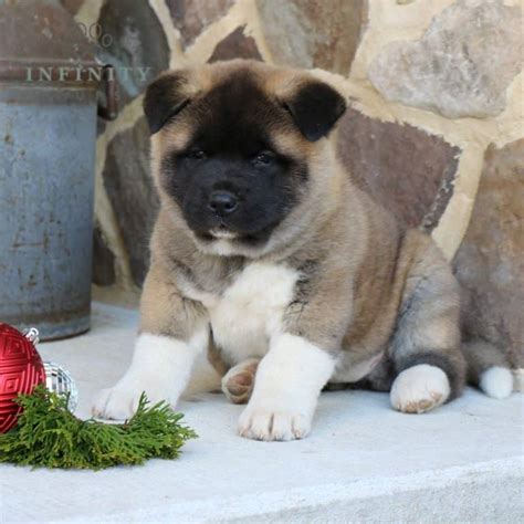 Akita Puppies For Sale • Adopt Your Puppy Today • Infinity Pups