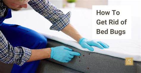 How To Get Rid Of Bed Bugs