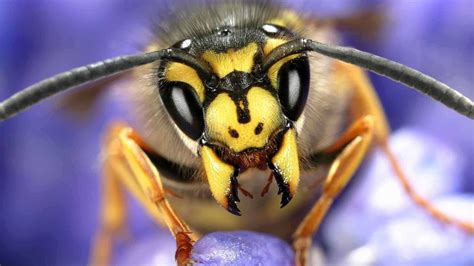 Wasp: Wasp Venom