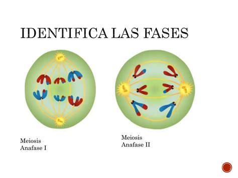 Actividades Mitosis Y Meiosis Para 4º Eso Ppt