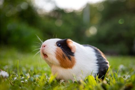 How to Care for a Guinea Pig: The Ultimate Guide | Ask Fido | Ask Fido