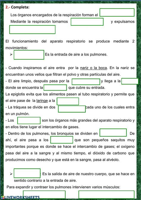 Hoja De Trabajo Del Sistema Respiratorio Con Banco De Palabras