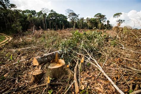 Rvores Em Extin O No Brasil Mundo Ecologia