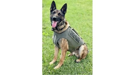 Isp K9 Loki Received Donation Of Body Armor