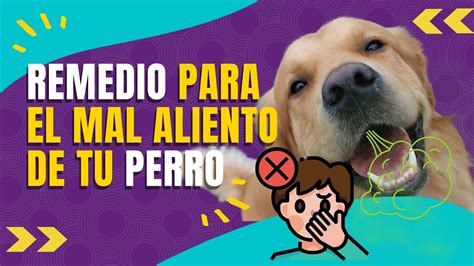 Consejos Efectivos Para Eliminar El Mal Aliento De Tu Mascota Piensos